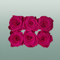 Rose Preserved Classic Fuchsia