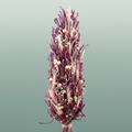 Festoen Festive Pink Mix