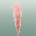 Pres Licopodium Long L Pink