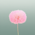 Pres Puste Flower Pink