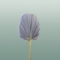 Dried Palm Spear Xxl Bl Milka