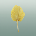 Dried Palm Spear Xxl Bl Yellow