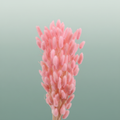 Dried Lagurus Bl Light Pink