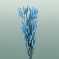 Dried Lagurus L Blue