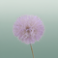 Pres Puste Flower Baby Satin Violet