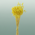 Dried Lagurus Yellow Slv