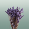 Dried Phalaris Frosted Milka