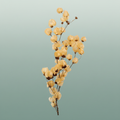 Dried Bougainvillea Salmon Bunch