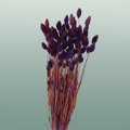 Dried Artz Phalaris Vermeer
