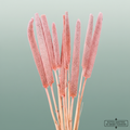 Dried Babala Pink