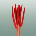Dried Babala Red