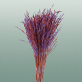 Dried Artz Rice Grass Mondriaan