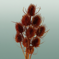 Dried Artz Cardistella Picasso