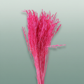 Dried Artz Rice Grass Rembrandt