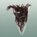 Pres Eucalyptus Nicoly Red