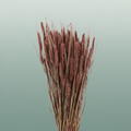 Dried Triticum Brown
