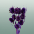 Dried Artz Cardistella Vermeer
