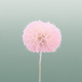 Pres Puste Flower Baby Satin Pink