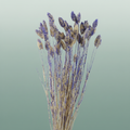 Dried Artz Phalaris Matisse