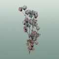 Dried Artz Bougainvillea Rubens