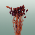 Dried Artz Phalaris Mondriaan