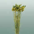 Dried Artz Phalaris Van Gogh