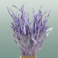 Dried Strelitziablad Lavendel