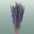 Dried Artz Rice Grass Rubens