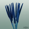 Dried Babala Dark Blue