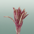 Dried Artz Setaria Rafael