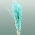 Dried Munni Grass Aqua Blue