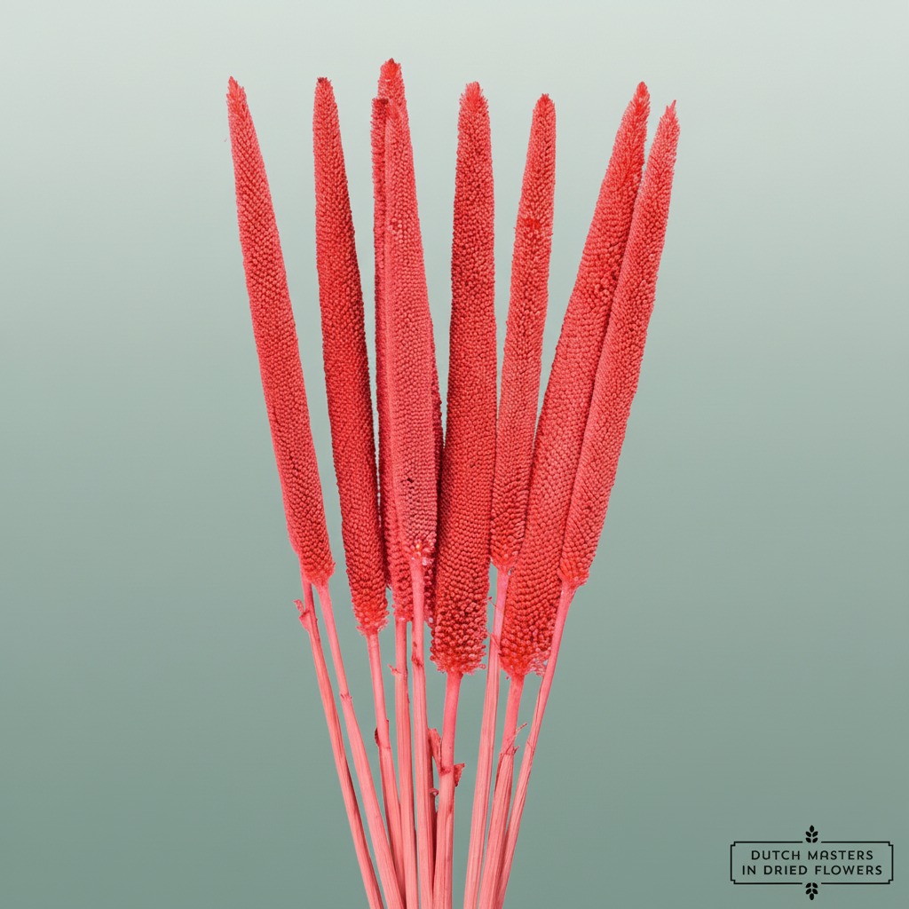 Dried Babala Cerise