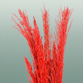 Dried Pampas Gras Red