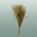 Dried Lino/vlas Natural