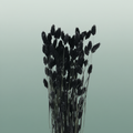 Dried Phalaris Black