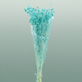 Pres Eryngium Mini Aqua Blue