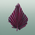 Dried Artz Palm Spear Xl Rubens P. Stem