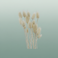 Dried Cardi Stella Bleached