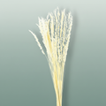 Dried Erba Cristina Bleached