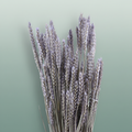 Dried Triticum Frosted Milka