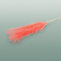 Dried Silvergrass Xl Cerise