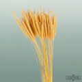 Dried Soft Silk Worms Natural