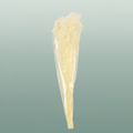 Pres Gypsophila Bleached