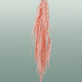 Pres Amaranthus Caud Light pink