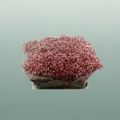 Gypsophila - Gypsophila Other