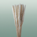 Dried Bleached Cortaderia Fluffy