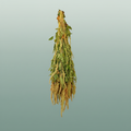 Dried Amaranthus Caud. Green