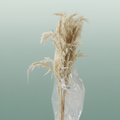 Dried Wooly Pampas Bleached