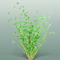 Dried Wheep. Bamboo Green