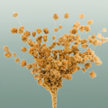 Dried Wheep. Bamboo Natural